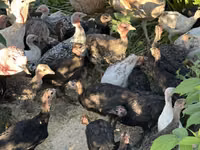 Turkeys — photo 1
