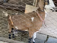 母山羊, Goats — 照片 1