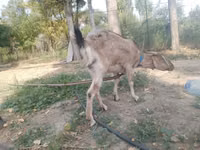 تيس, الماعز — الصورة 4