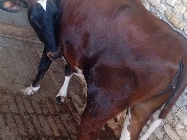 गाय, मवेशी — उज़्बेकिस्तान