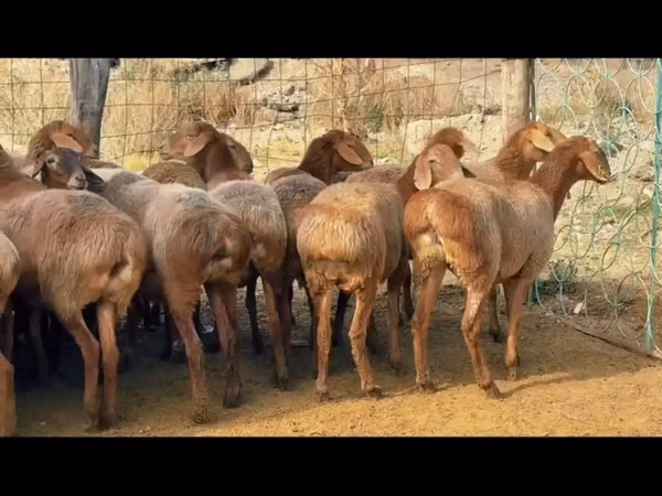 أغنام (دفعة، الجنس غير محدد), Arashan sheep — كازاخستان