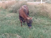 公牛, Cattle — 照片 4