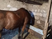 Yegua, Caballos — foto 5