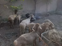Sheep, Sheep — photo 3