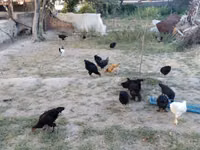 Chickens — 7-rasm