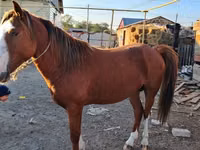 घोड़ा, Kazakh horse — फ़ोटो 3