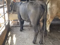 ثور, Swiss cattle — الصورة 3