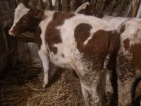 सांड, Simmental cattle — फ़ोटो 4
