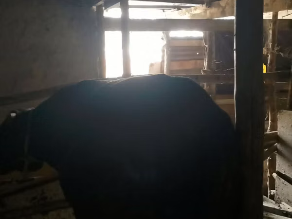 Бұқа, Алатау тұқымы