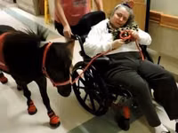 Айғыр, Miniature horse — 5-сурет