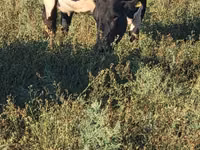Kuh, Holstein-Rasse — Foto 5