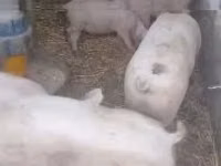 公猪, Pigs — 照片 1