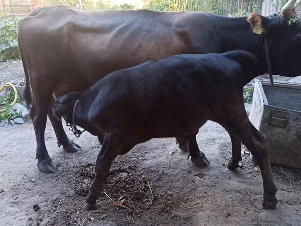 母牛, Cattle — 吉尔吉斯斯坦