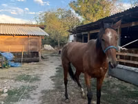 Stute, Friesian sport horse — Foto 8