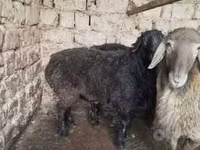 Кочкор, Койлор — сүрөт 1