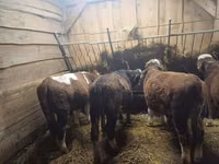 Bovinos (lote, sexo no especificado), Simmental cattle — foto 3