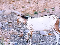 Ziegenbock, Nubian Goat — Foto 2
