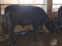 Бұқа, Swiss cattle — 3-сурет