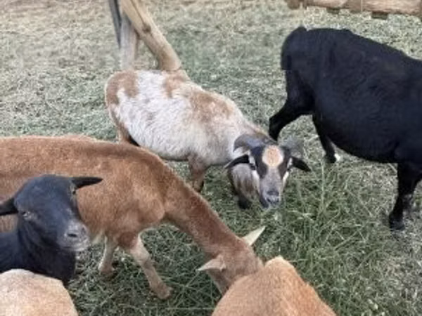 Schafe (Partie, Geschlecht nicht angegeben), Cameroon sheep