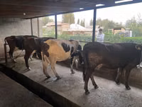母牛, Russian Black pied cattle — 照片 1