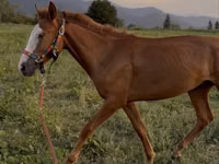 حصان, Tiger horse — الصورة 2
