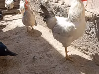 Chickens — Foto 1