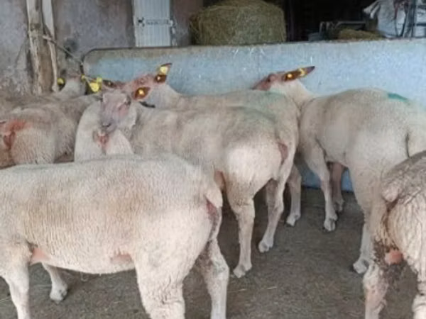 Schaf, Charollais sheep