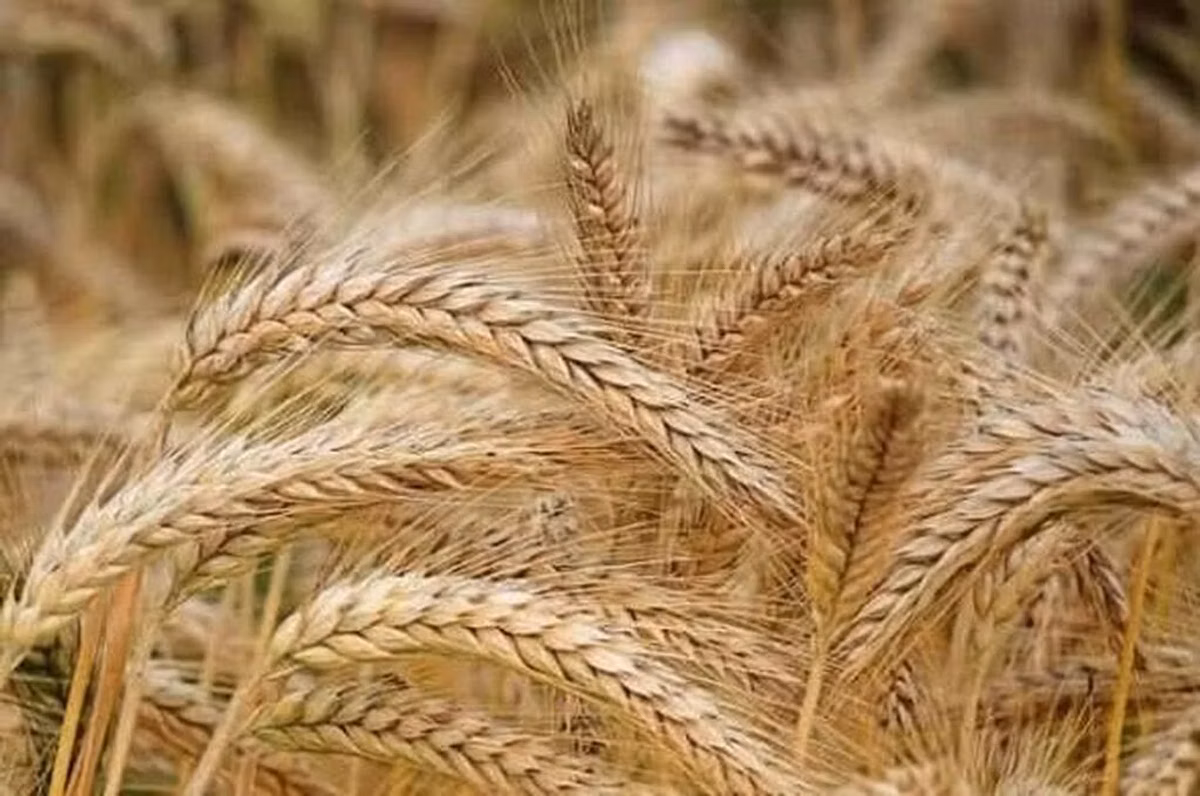 Продам ячмень арпа сорт шестирядный!