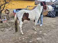 Mare, Horses — photo 2