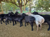 كبش, Hissar sheep — الصورة 1