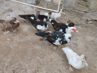 Ducks — Foto 6