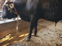 公牛, Cattle — 照片 3