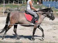 Stute, Polish pony — Foto 2