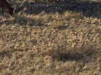 Pferde (Partie, Geschlecht nicht angegeben), Kazakh horse — Foto 5