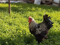 Brahma — Foto 1