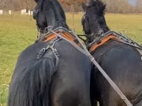 Hengst, Hungarian horse breed — Foto 3