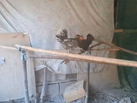 Bantam — Foto 3