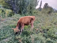 公牛, Cattle — 照片 3