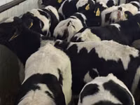 Rinder (Partie, Geschlecht nicht angegeben), Simmental cattle — Foto 2
