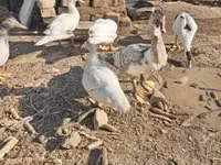 Ducks — Foto 1