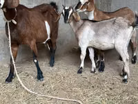 Ziege, Nubian Goat — Foto 6