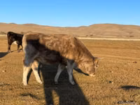 母牛, Latvian Blue cattle — 照片 2