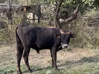 公牛, Cattle — 照片 4