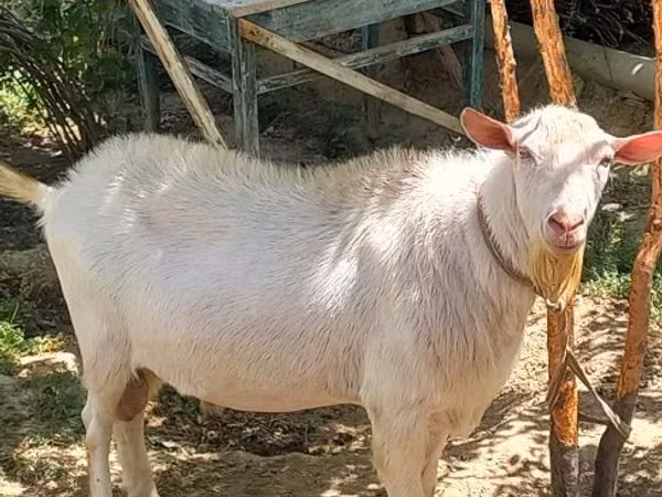 Cabra, Saanen goat