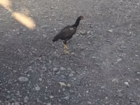 Chickens — Foto 1