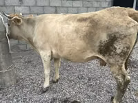 Sigir, Swiss cattle — 5-rasm