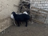 भेड़ें (लॉट, लिंग निर्दिष्ट नहीं), भेड़ — फ़ोटो 5