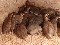 Guinea fowl — الصورة 5