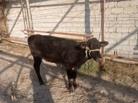 Vaca, Ganado vacuno — foto 4