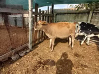 母牛, Swiss cattle — 照片 1